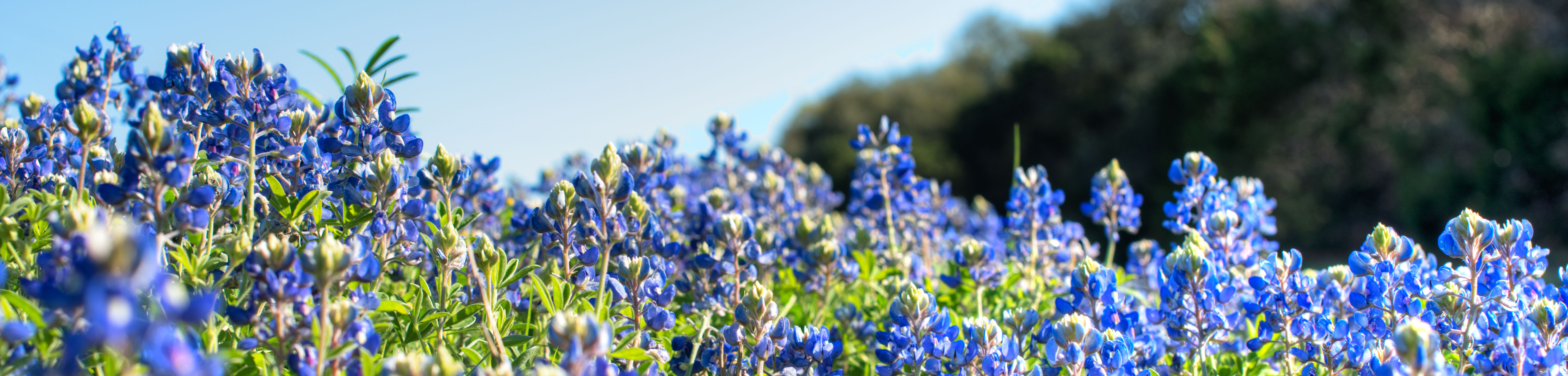 Blanco Texas bluebonnets