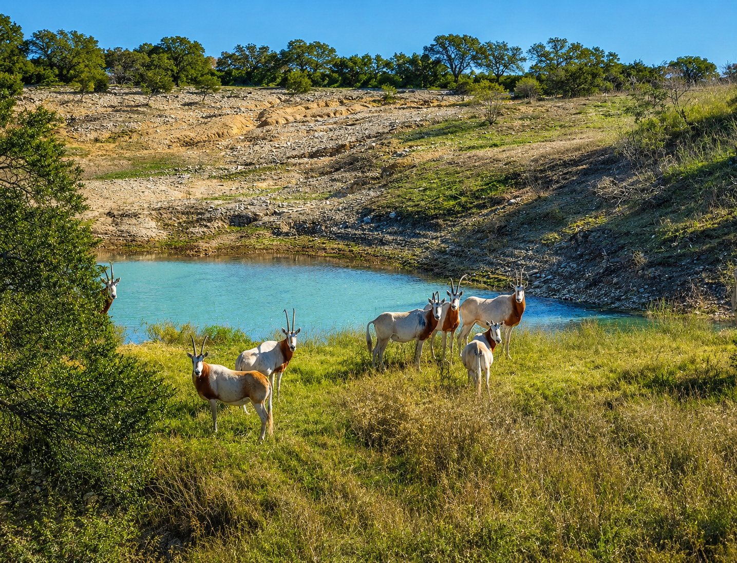 Exotic wildlife on Hill Country acreage near Blanco, Texas